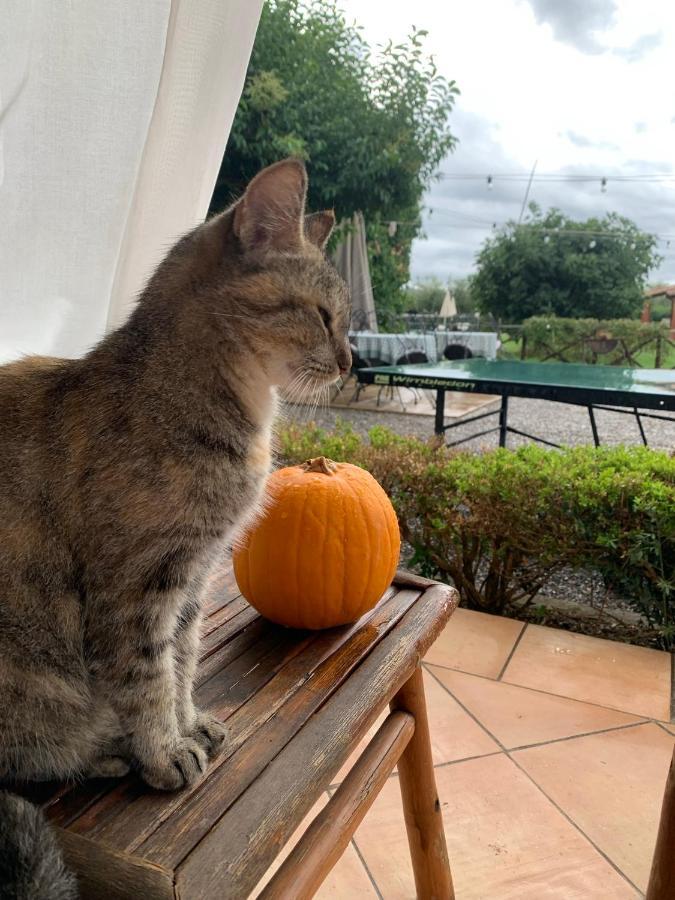 Agriturismo Il Puntoncino Marsiliana Zewnętrze zdjęcie